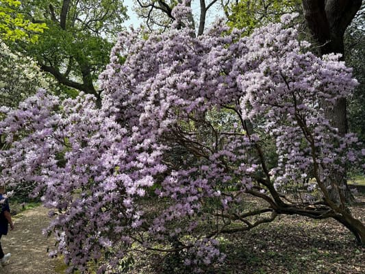 Drive it Day – Exbury Gardens, April 2026: photo 19 of 26